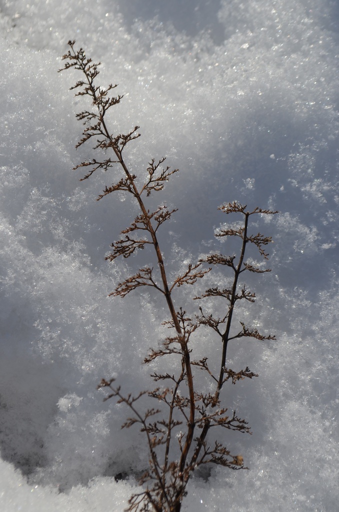 Calamintha nepeta 'Triumphator' - La Pépinière d'Agnens