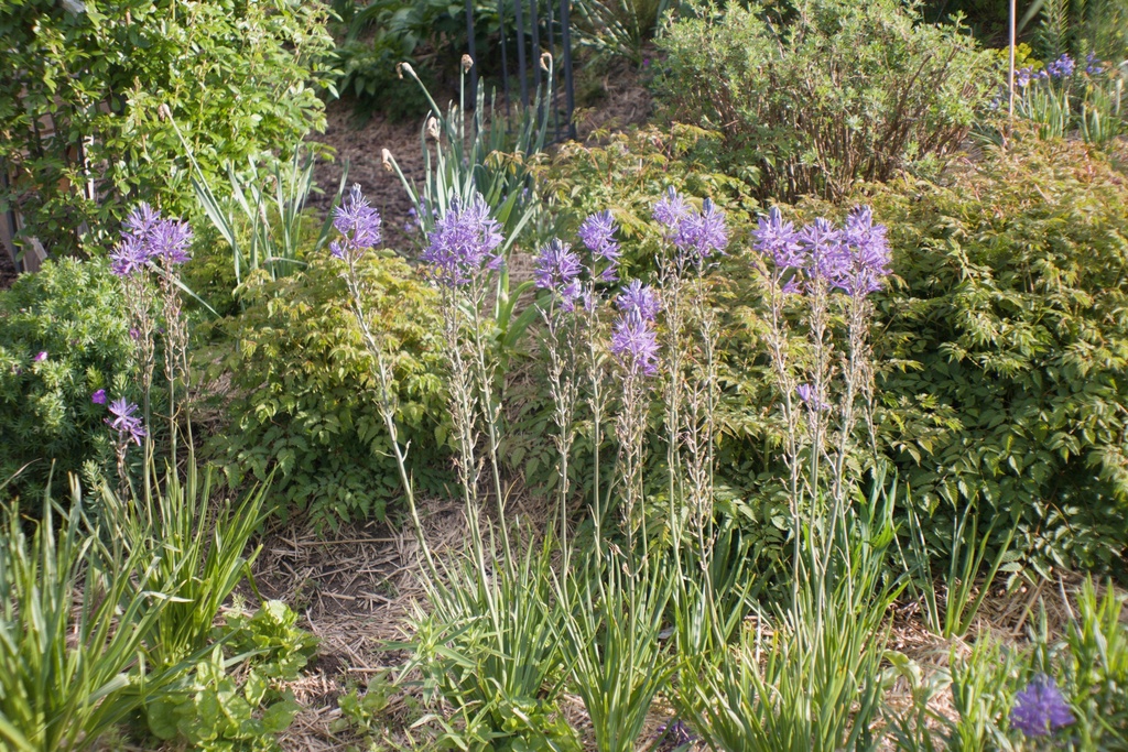 Camassia leichtlinii 'Caerulea' - La Pépinière d'Agnens