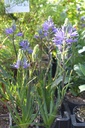Camassia leichtlinii 'Caerulea' - La Pépinière d'Agnens