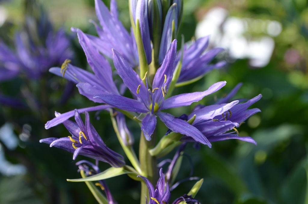 Camassia leichtlinii 'Caerulea' - La Pépinière d'Agnens