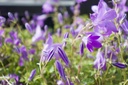Campanula 'Birch Hybrid' - La Pépinière d'Agnens
