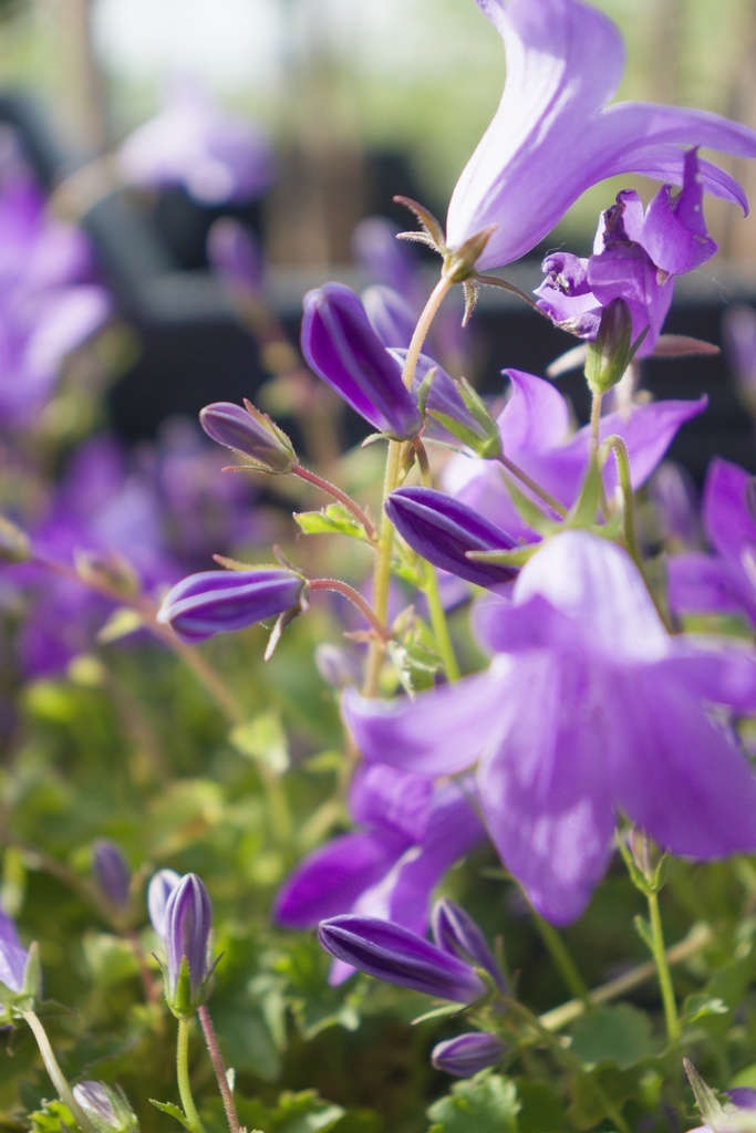 Campanula 'Birch Hybrid' - La Pépinière d'Agnens