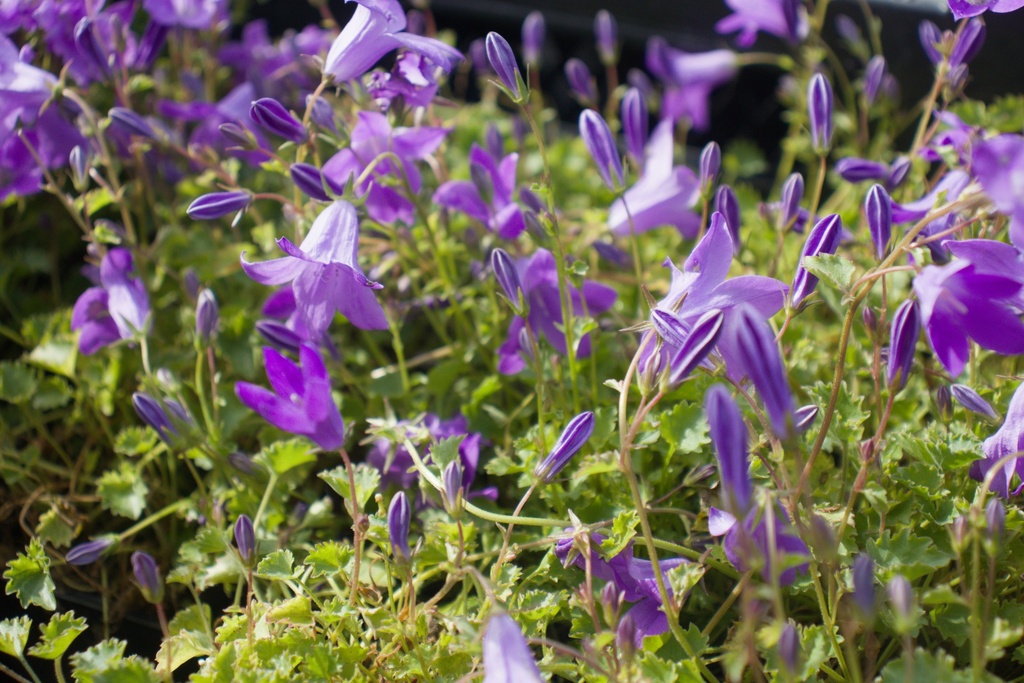Campanula 'Birch Hybrid' - La Pépinière d'Agnens