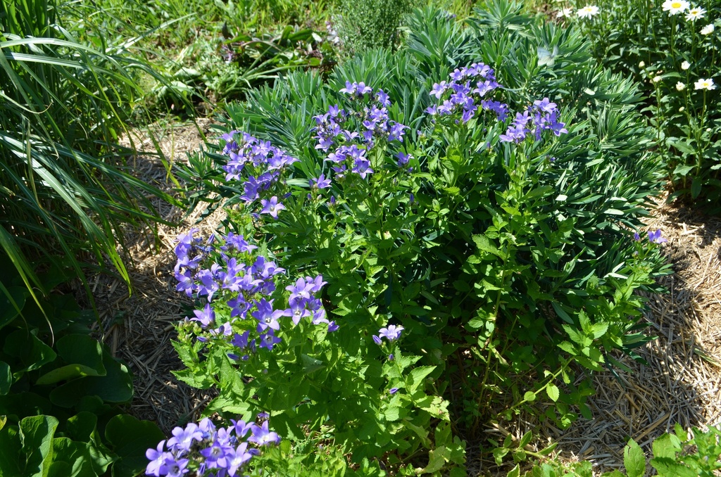Campanula lactiflora 'Prichard's Variety' - La Pépinière d'Agnens