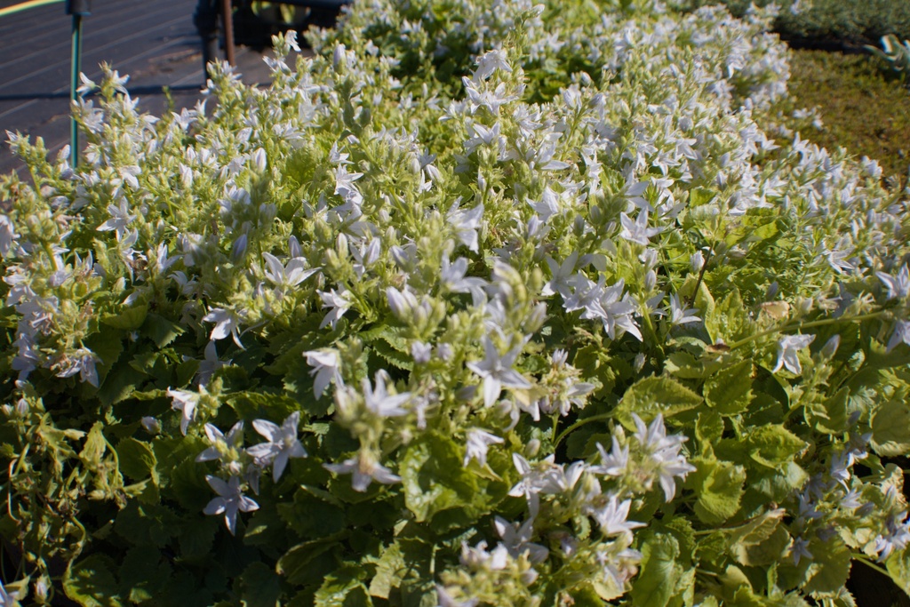 Campanula poscharskyana 'E.H.Frost' - La Pépinière d'Agnens