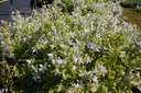 Campanula poscharskyana 'E.H.Frost' - La Pépinière d'Agnens