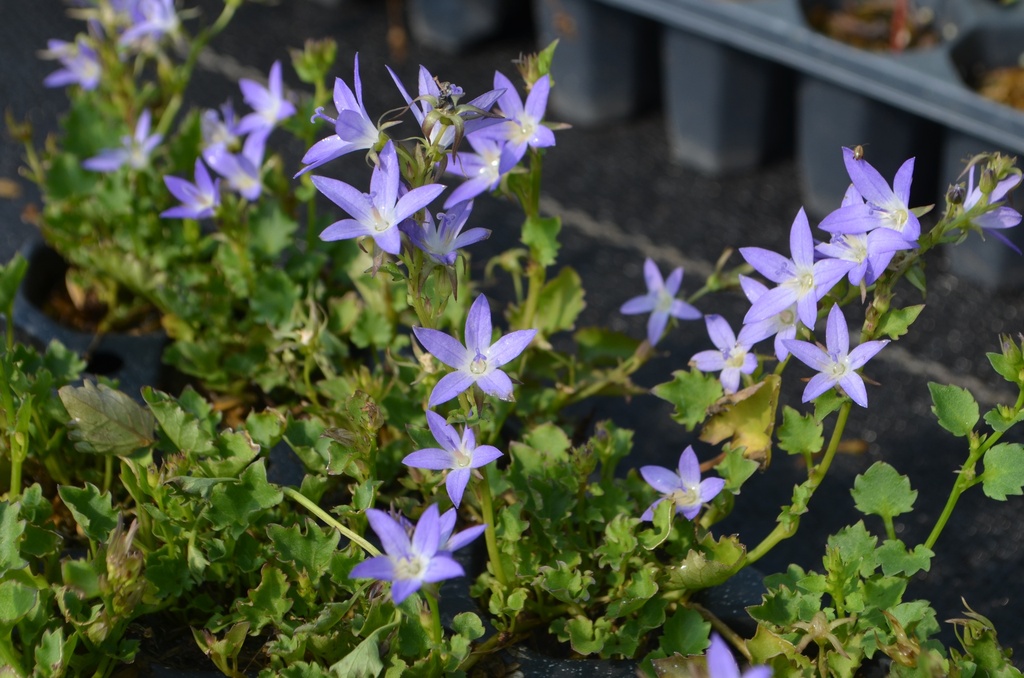 Campanula poscharskyana 'Stella'Campanula poscharskyana 'Stella' - La Pépinière d'Agnens