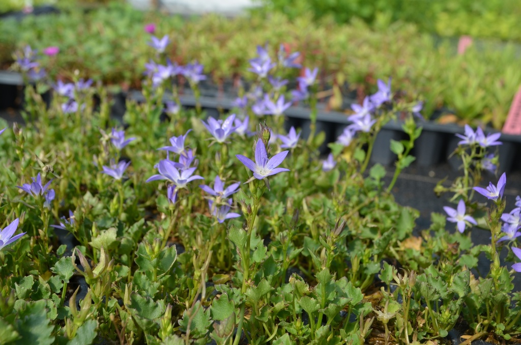 Campanula poscharskyana 'Stella' - La Pépinière d'Agnens