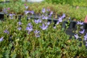 Campanula poscharskyana 'Stella' - La Pépinière d'Agnens