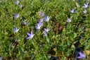 Campanula poscharskyana 'Stella' - La Pépinière d'Agnens