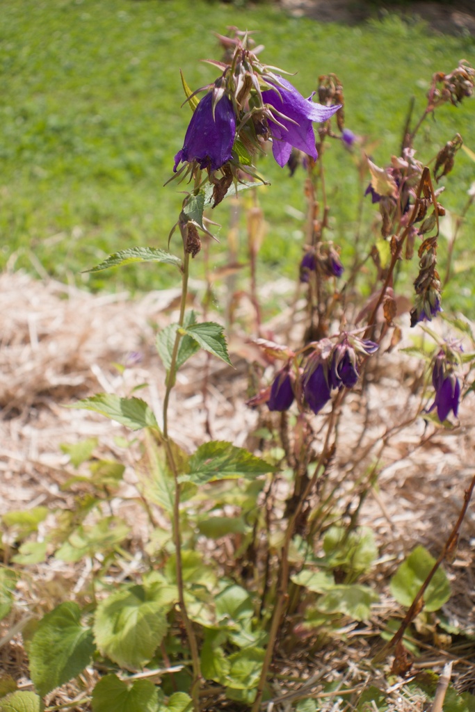 Campanula punctata 'Kent Belle' - La Pépinière d'Agnens