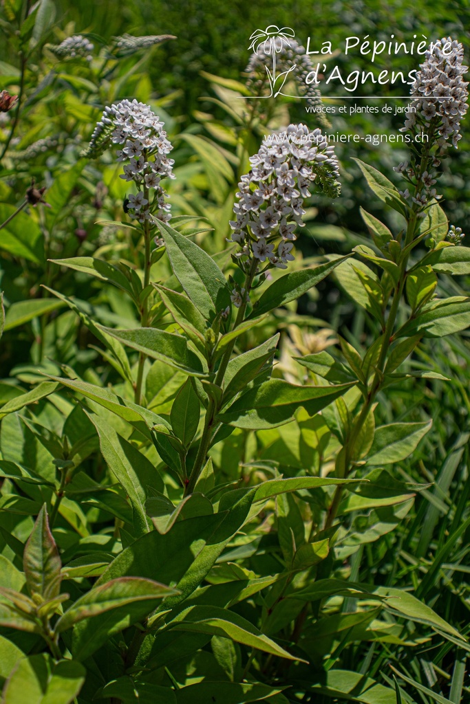 Assortiment de plantes pour sol très humide - La Pépinière d'Agnens