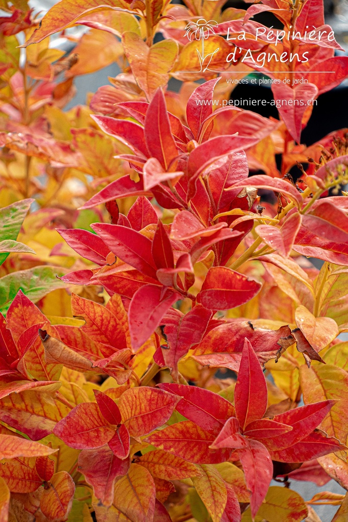 Assortiment de plantes pour sol très humide - La Pépinière d'Agnens