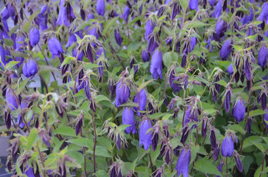 Campanula punctata 'Sarastro' - La Pépinière d'Agnens