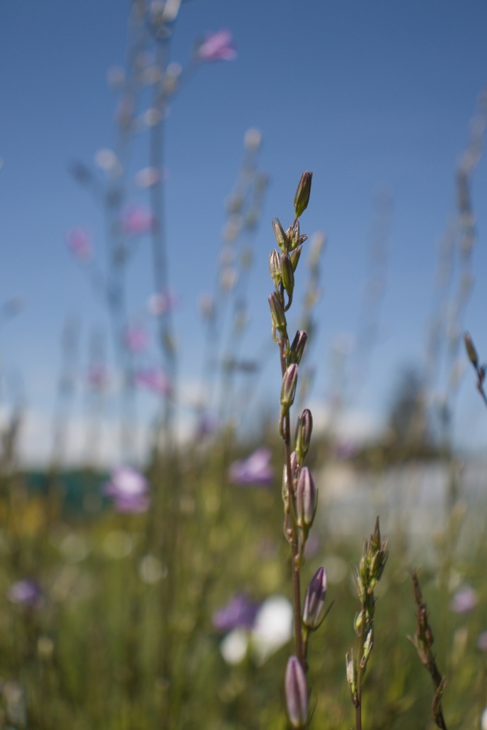 Campanula rapunculus - La Pépinière d'Agnens