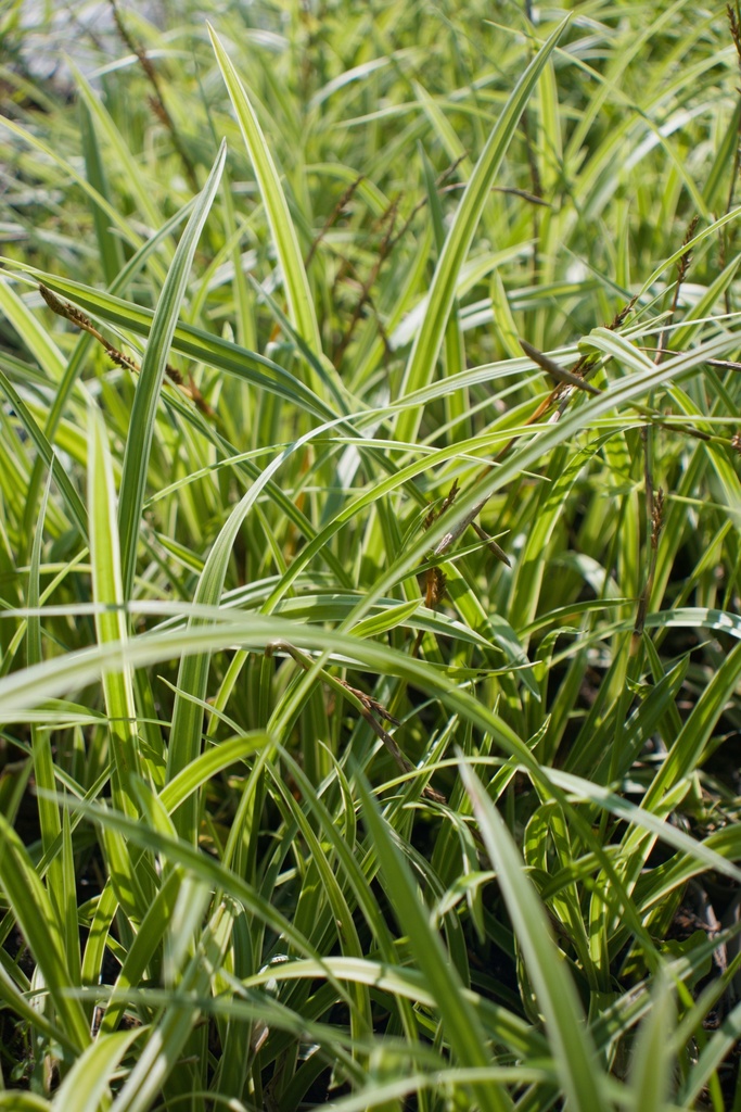 Carex morrowii 'Ice Dance' - La Pépinière d'Agnens