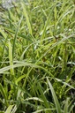 Carex morrowii 'Ice Dance' - La Pépinière d'Agnens