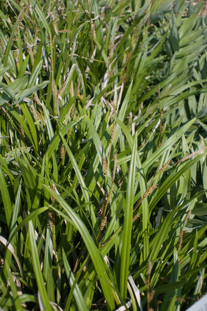 Carex morrowii 'Irish Green' - La Pépinière d'Agnens