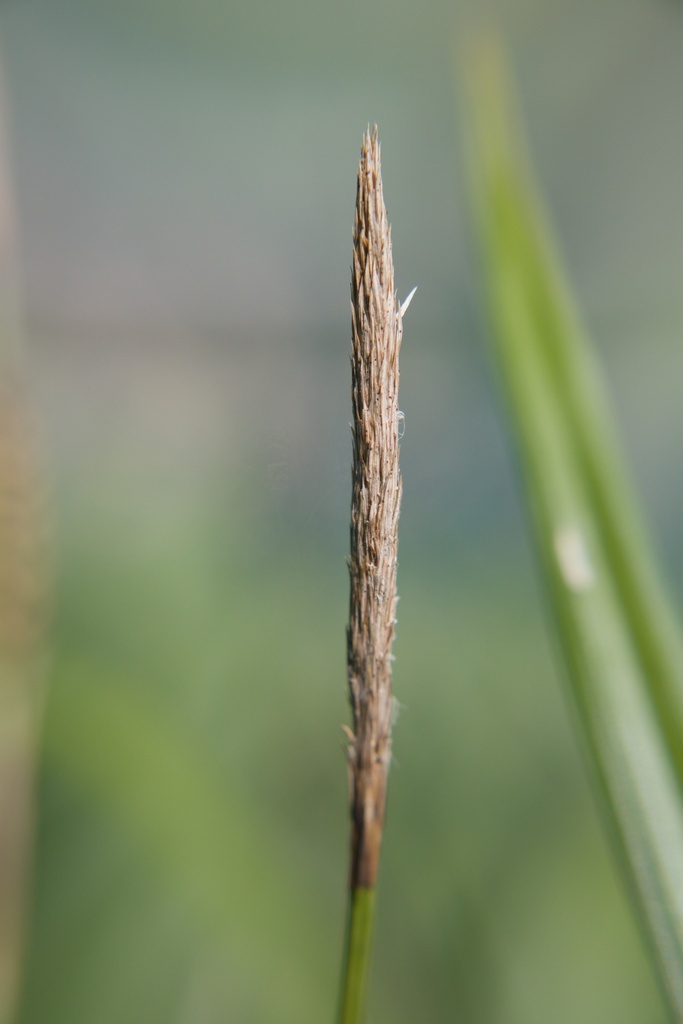 Carex morrowii 'Irish Green' - La Pépinière d'Agnens