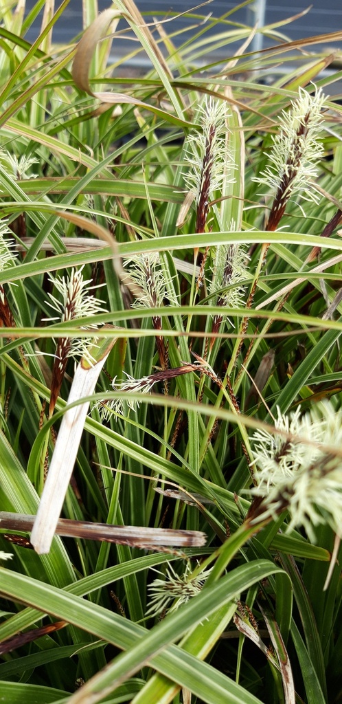 Carex morrowii 'Variegata' - La pépinière d'Agnens