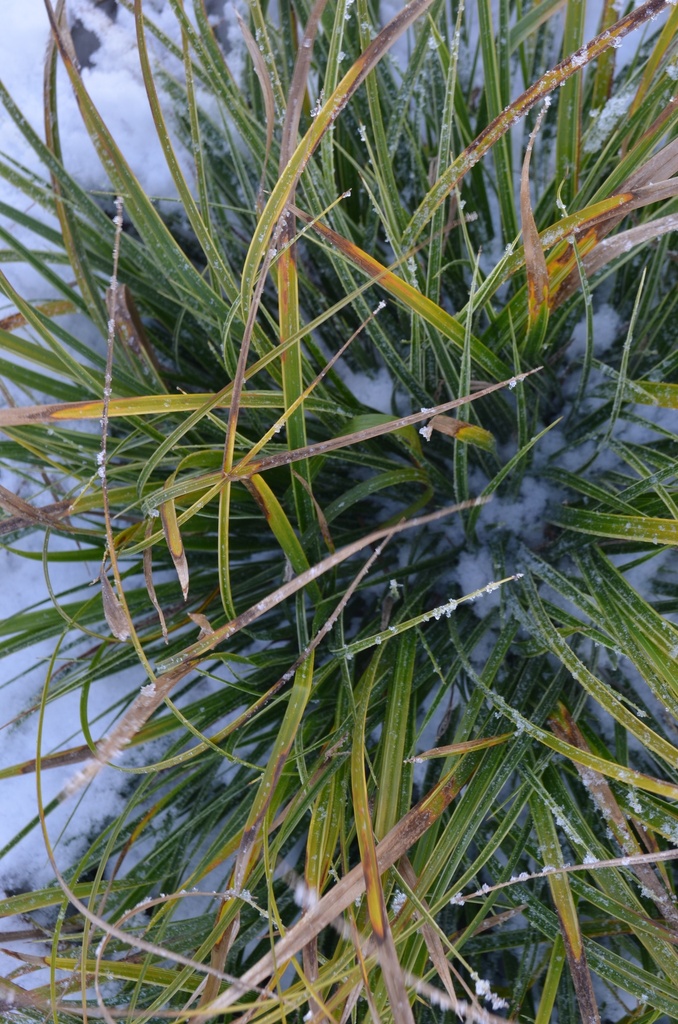 Carex morrowii 'Variegata' - La pépinière d'Agnens
