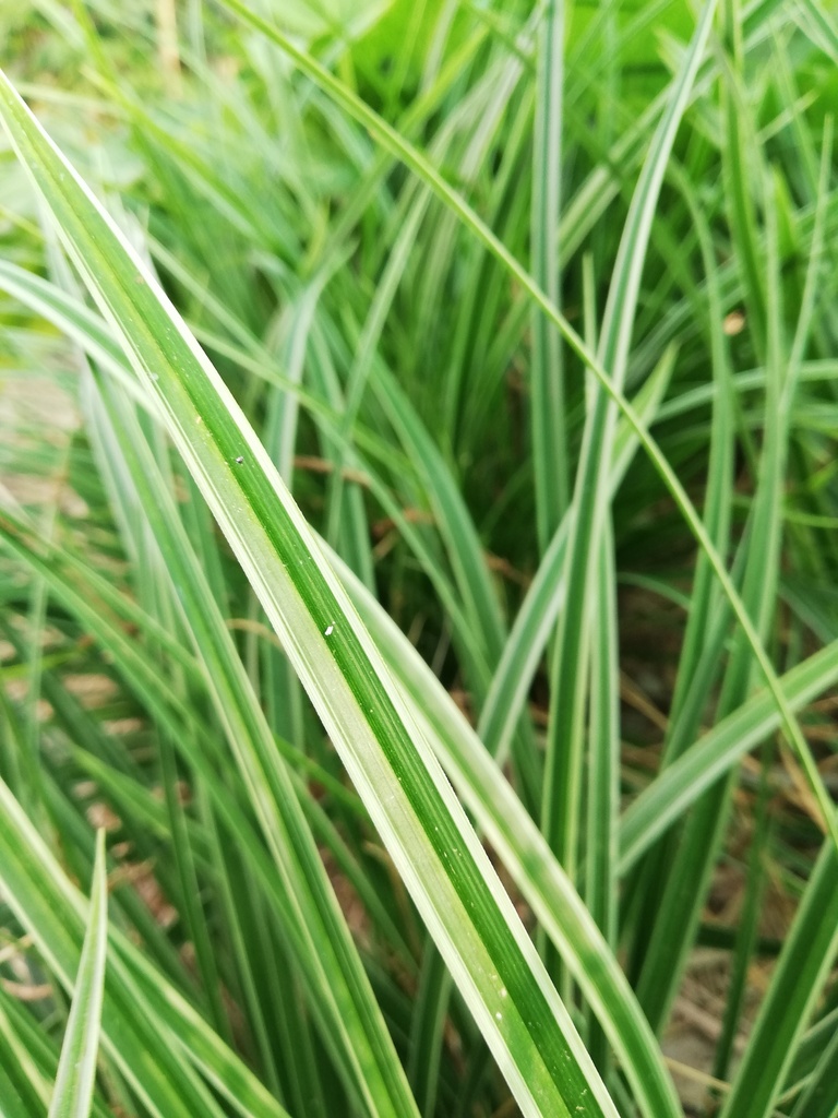 Carex morrowii 'Variegata' - La pépinière d'Agnens