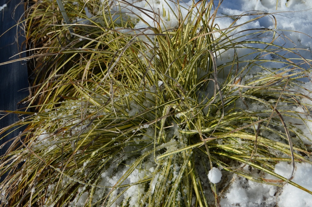 Carex oshimensis 'Evergold' - La pépinière d'Agnens