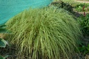 Carex oshimensis 'Evergold' - La pépinière d'Agnens