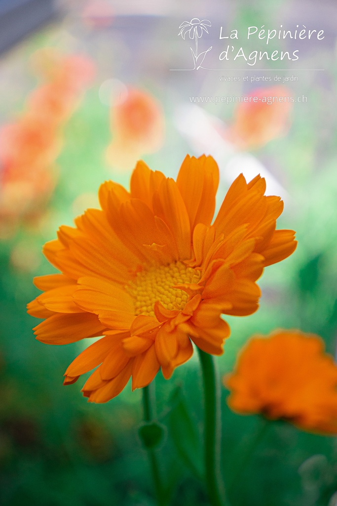 Calendula officinalis - La pépinière d'Agnens