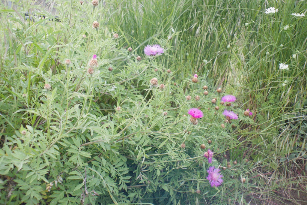 Centaurea dealbata - La pépinière d'Agnens