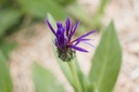 Centaurea montana - La pépinière d'Agnens