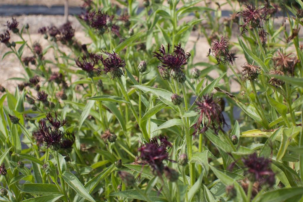 Centaurea montana 'Jordy' - La pépinière d'Agnens