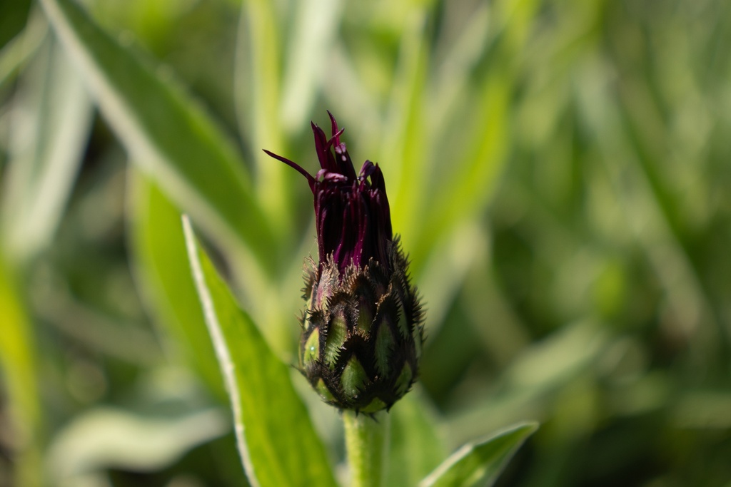Centaurea montana 'Jordy' - La pépinière d'Agnens