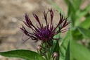 Centaurea montana 'Jordy' - La pépinière d'Agnens