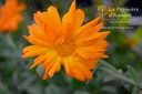 Calendula officinalis - La pépinière d'Agnens