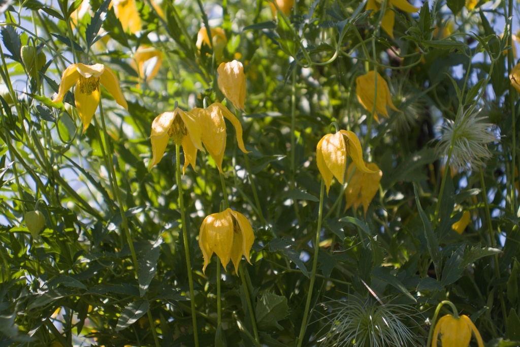 Clematis tangutica - La Pépinière d'Agnens