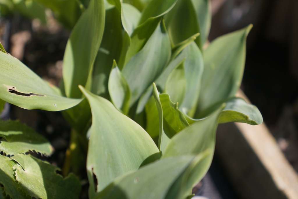 Convallaria majalis - La Pépinière d'Agnens