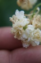 Convallaria majalis 'Flore Pleno' - La Pépinière d'Agnens