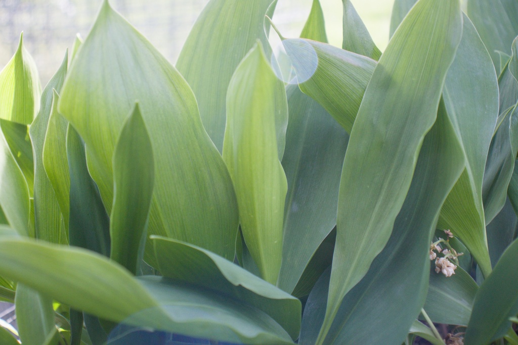 Convallaria majalis 'Flore Pleno' - La Pépinière d'Agnens