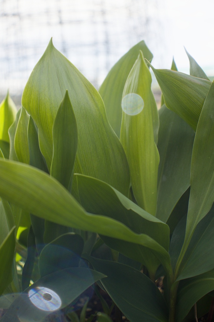 Convallaria majalis 'Flore Pleno' - La Pépinière d'Agnens