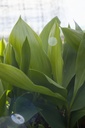 Convallaria majalis 'Flore Pleno' - La Pépinière d'Agnens