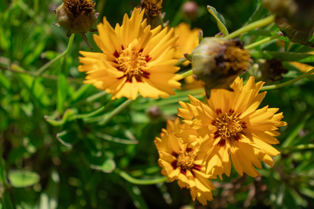 Coreopsis grandiflora 'Sunfire' - La Pépinière d'Agnens