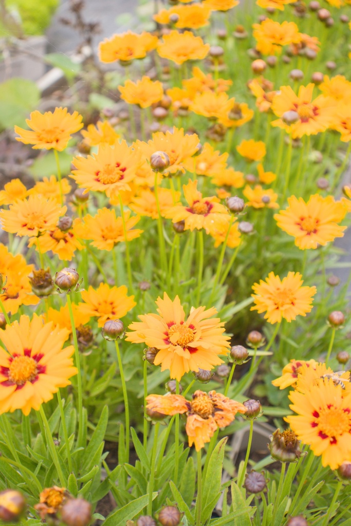 Coreopsis grandiflora 'Sunfire' - La Pépinière d'Agnens