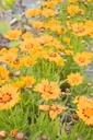 Coreopsis grandiflora 'Sunfire' - La Pépinière d'Agnens
