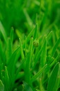Coreopsis lanceolata 'Sterntaler' - La Pépinière d'Agnens