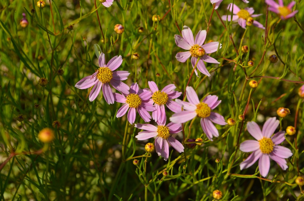 Coreopsis rosea 'American Dream' - La Pépinière d'Agnens