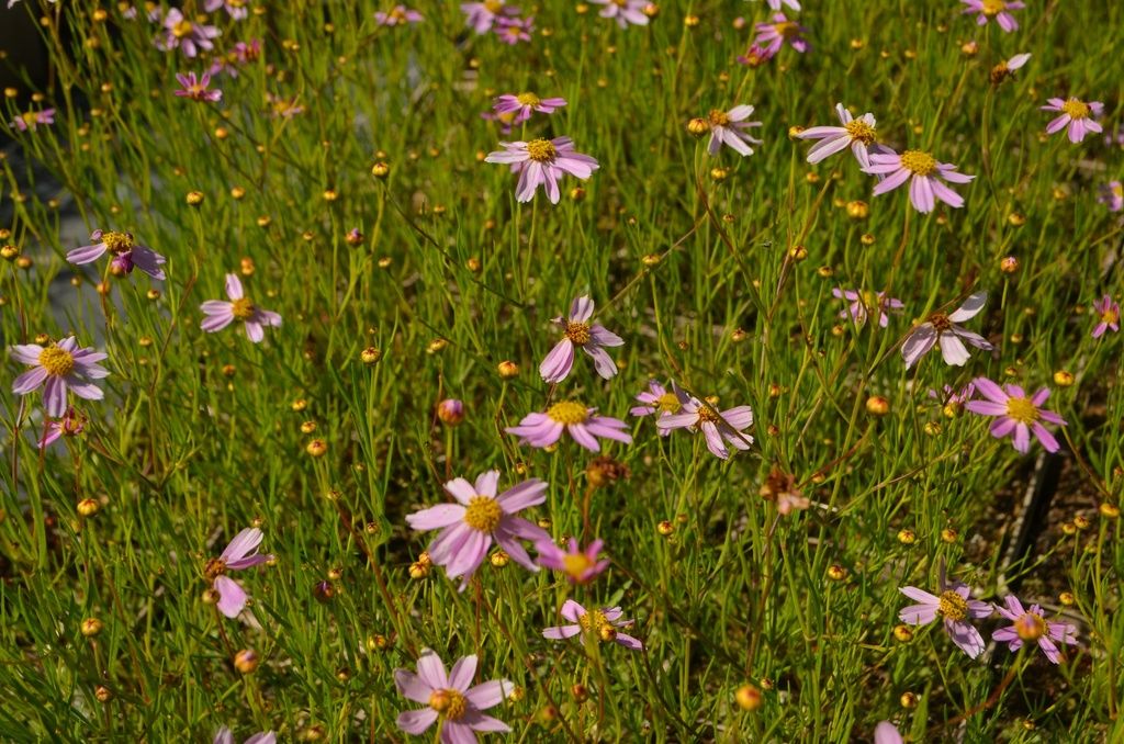 Coreopsis rosea 'American Dream' - La Pépinière d'Agnens