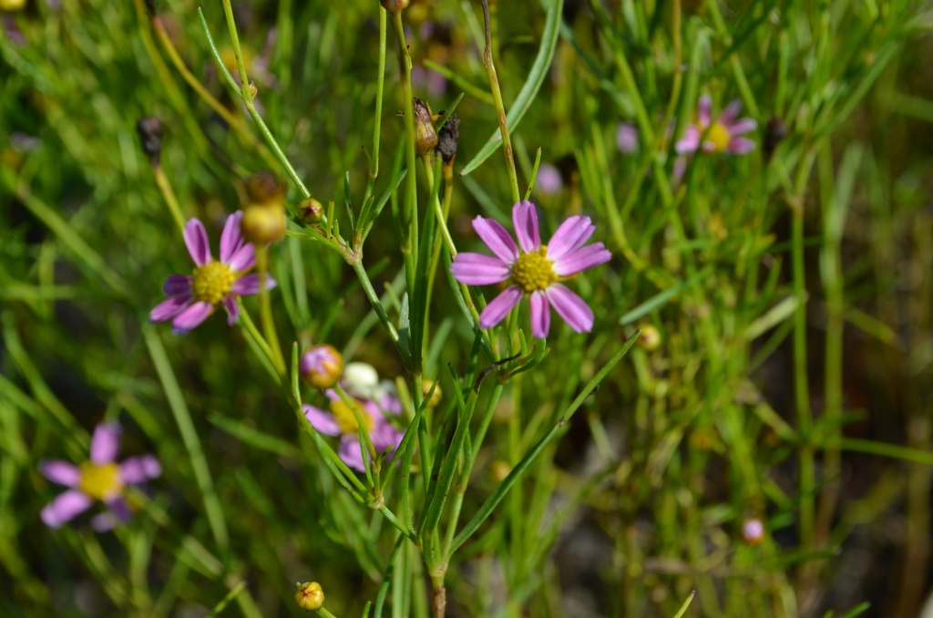Coreopsis rosea 'American Dream' - La Pépinière d'Agnens
