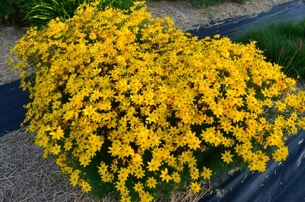 Coreopsis verticillata 'Grandiflora' - La Pépinière d'Agnens