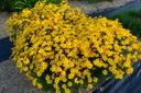 Coreopsis verticillata 'Grandiflora' - La Pépinière d'Agnens